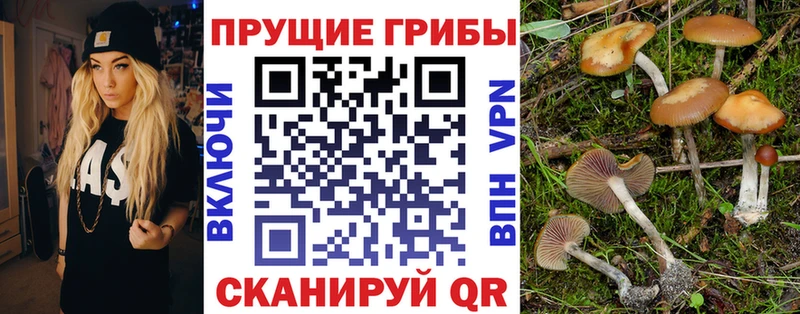 Псилоцибиновые грибы Cubensis где продают наркотики Домодедово